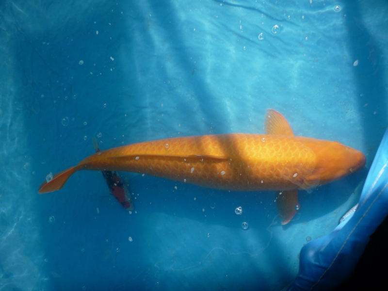 Holland koi show obr 16